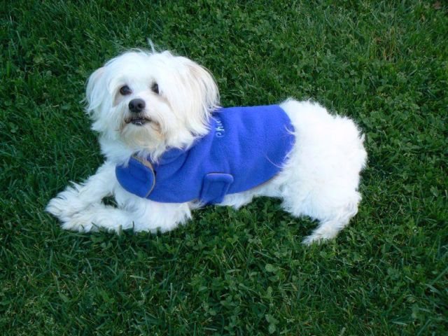 Dog Coat Blue